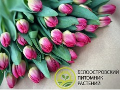 Тюльпан сорт 