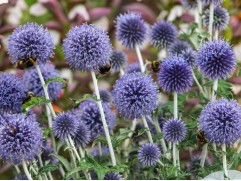 Мордовник банатский 