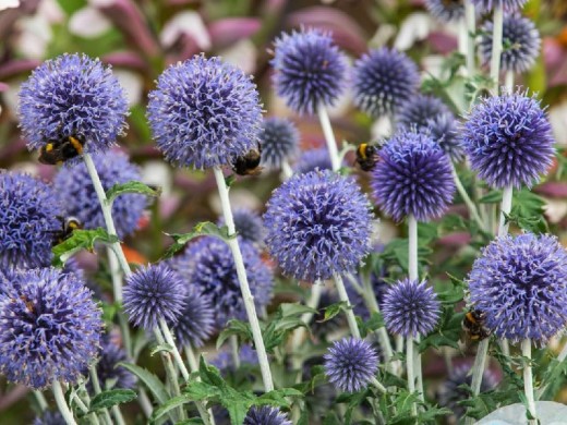 Мордовник банатский Мордовник банатский