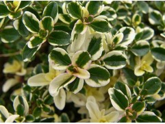 Тимьян блошиный в ас-те (Контейнер 1,5л.) Тимьян блошиный в ас-те (Контейнер 1,5л.)