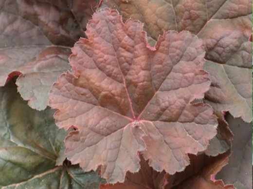 Гейхера гибридная Гейхера гибридная