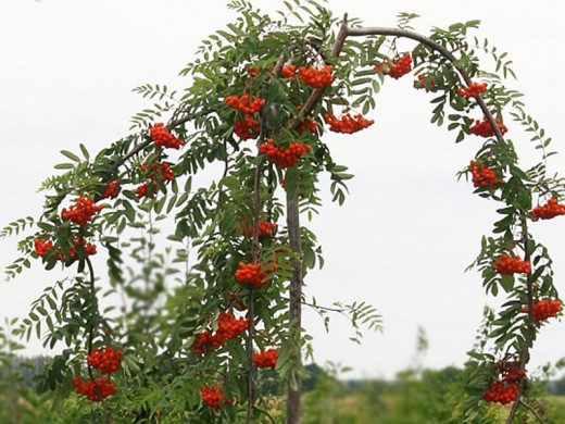 Рябина Рябина