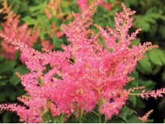 Астильба гибридная 