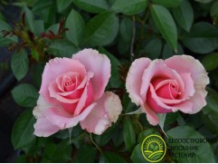 Роза флорибунда 