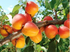 Абрикос 