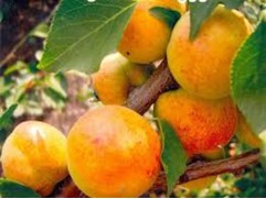 Абрикос 