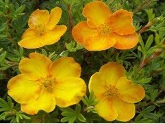 Лапчатка кустарниковая Лапчатка кустарниковая