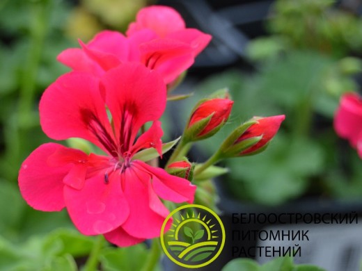 Пеларгония плющелистная Пеларгония плющелистная