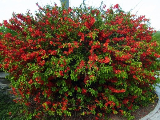 Айва японская Айва японская