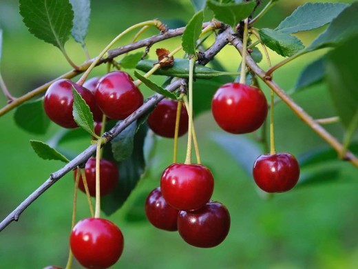 Вишня обыкновенная Вишня обыкновенная