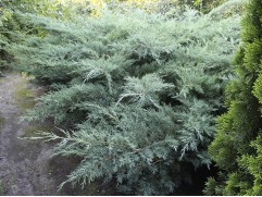 Можжевельник средний Можжевельник средний