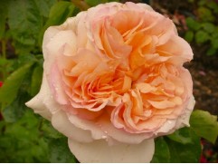 Роза чайно-гибридная 