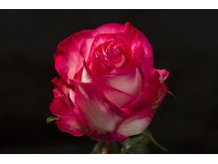 Роза чайно-гибридная 