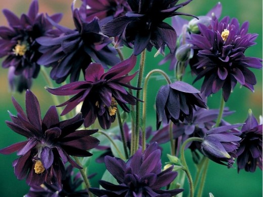 Аквилегия обыкновенная Аквилегия обыкновенная