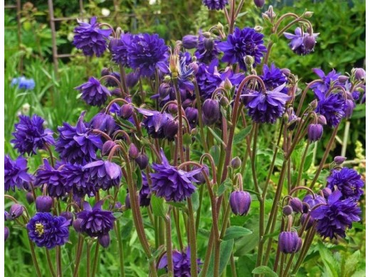 Аквилегия обыкновенная Аквилегия обыкновенная