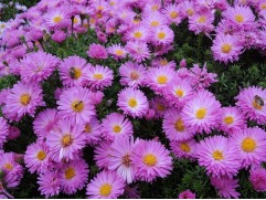 Астра ново-бельгийская 