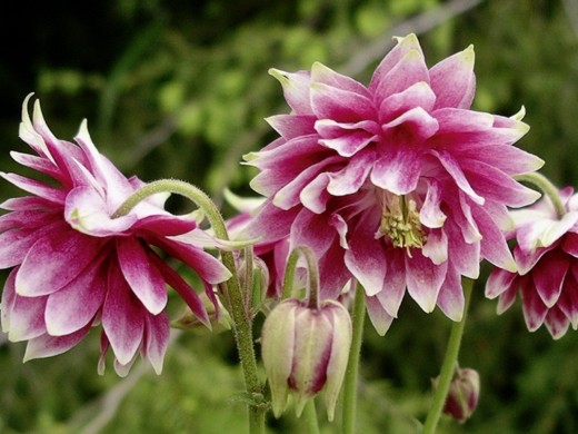 Аквилегия обыкновенная Аквилегия обыкновенная