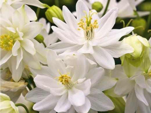 Аквилегия обыкновенная Аквилегия обыкновенная