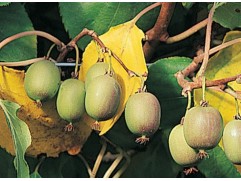 Актинидия Аргута 