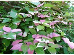 Актинидия Коломикта 