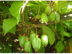 Актинидия Коломикта 