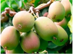 Актинидия Коломикта 