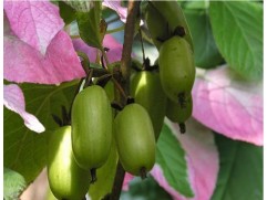 Актинидия Коломикта 