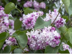 Сирень гиацинтовая 