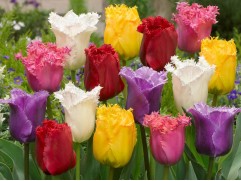 Смесь тюльпанов бахромчатых (уп. 10 шт.) 12/+