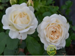 Роза флорибунда 