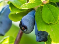 Жимолость Жимолость