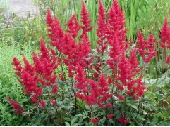 Астильба Арендса 