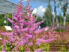 Астильба Арендса 