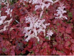 Астильба Арендса 