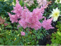 Астильба Арендса 