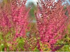 Астильба Арендса 