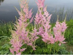 Астильба Арендса 