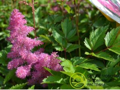 Астильба Арендса 