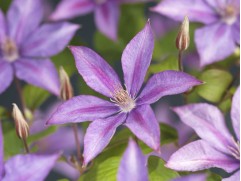 Клематис 