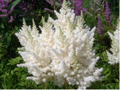 Астильба гибридная 