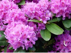 Рододендрон гибридный 