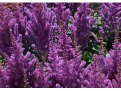 Астильба китайская 