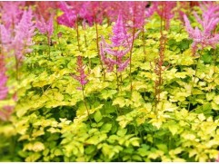 Астильба Арендса 