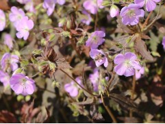 Герань пятнистая 