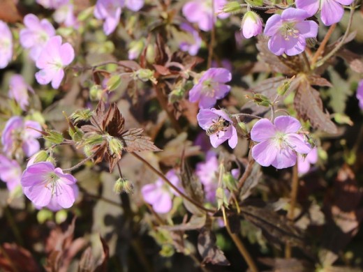 Герань пятнистая Герань пятнистая