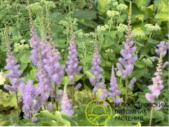 Астильба китайская 