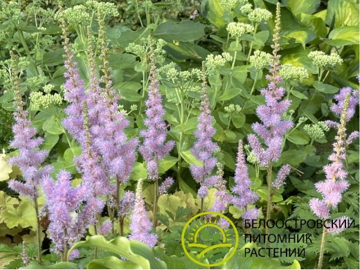 Астильба китайская Астильба китайская
