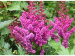 Астильба китайская 