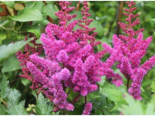 Астильба китайская Астильба китайская