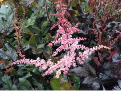 Астильба китайская 